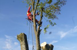 Gefahrfällung durch Seilklettertechnik