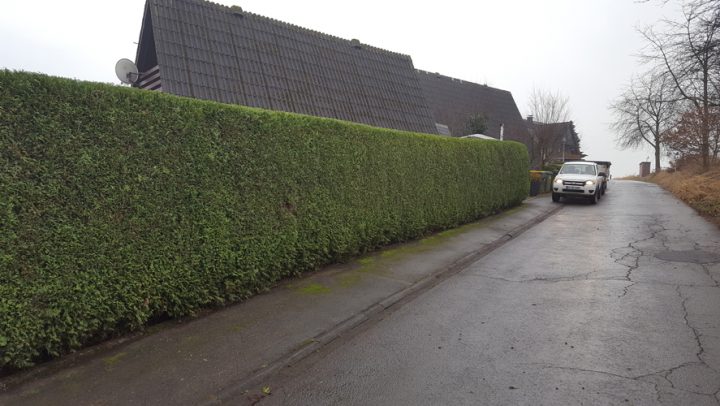 Hecken- und Strauchschnitt, Garten und Pflegearbeiten