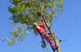 Baumarbeiten mit Seilklettertechnik