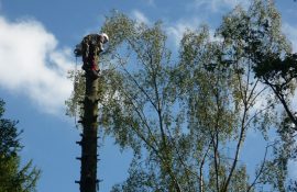 Holzmichel Baumschnitt & Baumpflege