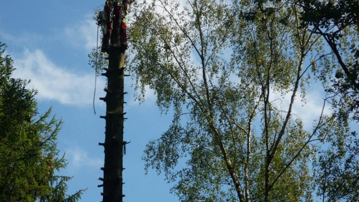 bergisch gladbach baumschnitt baumpflege baumfaellung