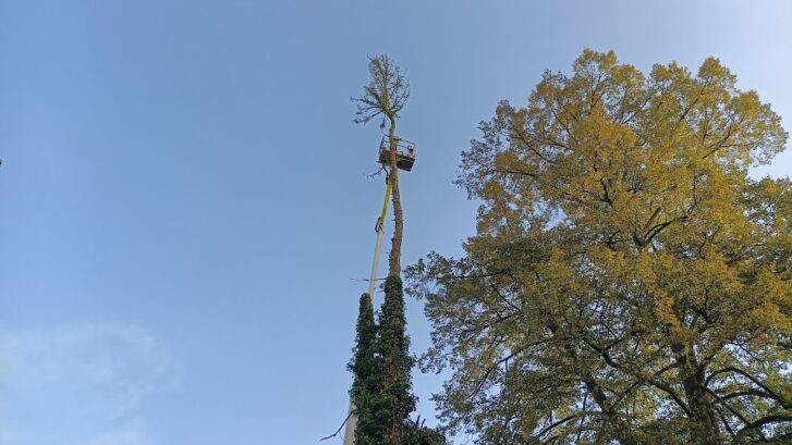 Bonn Baumschnitt Baumpflege Baumfällung